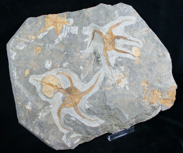 Large, Displayable Ordovician Starfish Plate #8458
